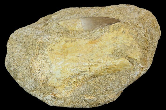 Fossil Plesiosaur (Zarafasaura) Tooth - Morocco #119666